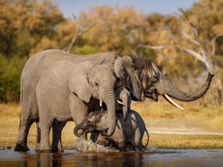 Why a Safari Is More Than a Sighting List