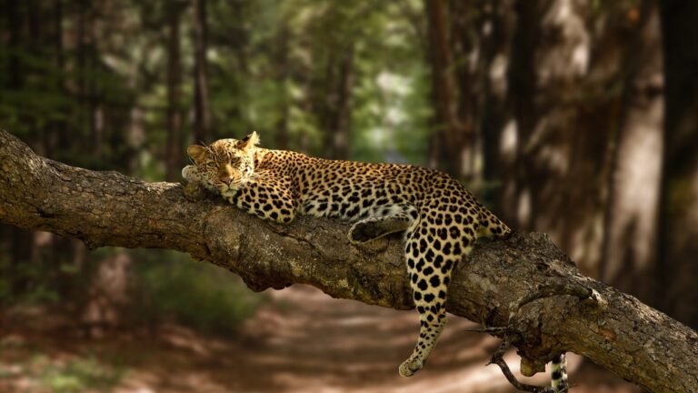 Rajaji or Corbett: Which Experience Suits You?