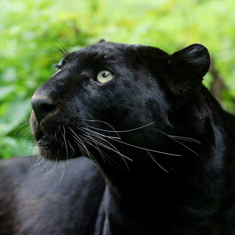 Photographing Wildlife Responsibly