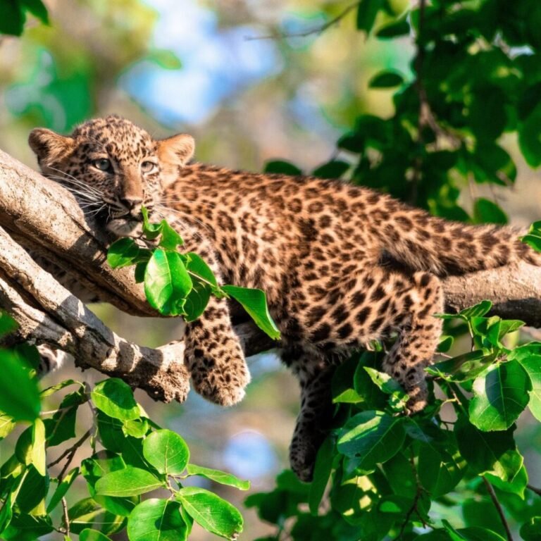 What to Carry on a Jungle Safari