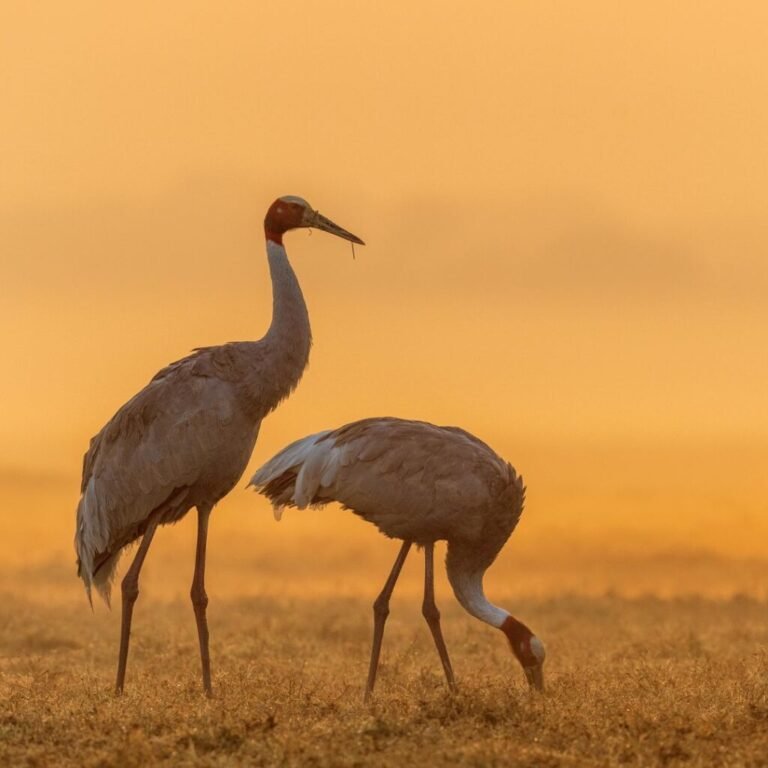 Better Wildlife Images Begin Before the Shutter