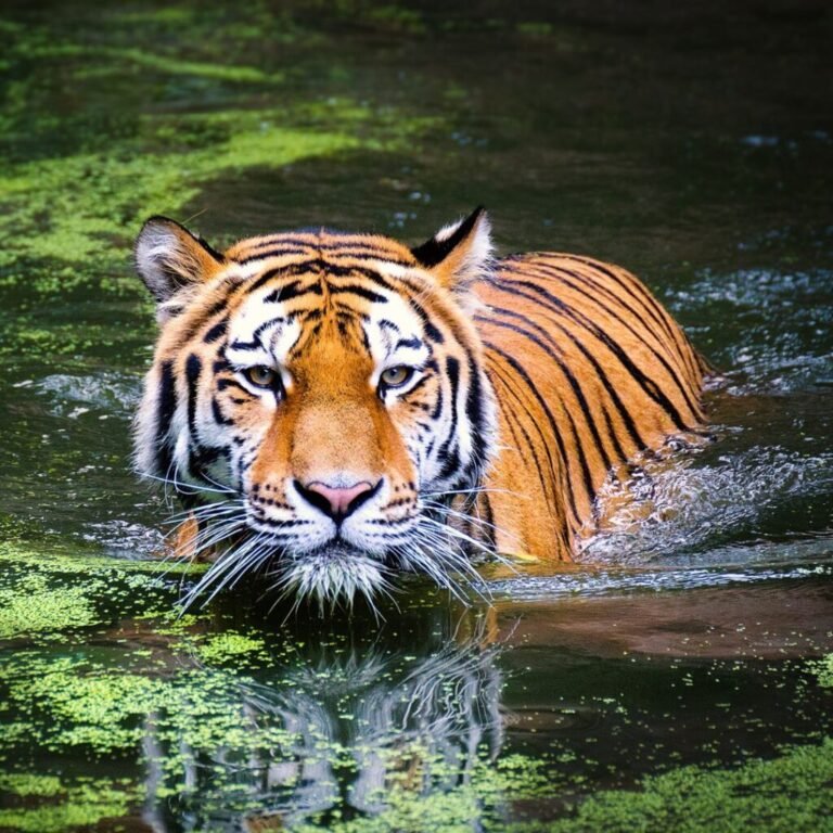 Planning Your First Jim Corbett Safari